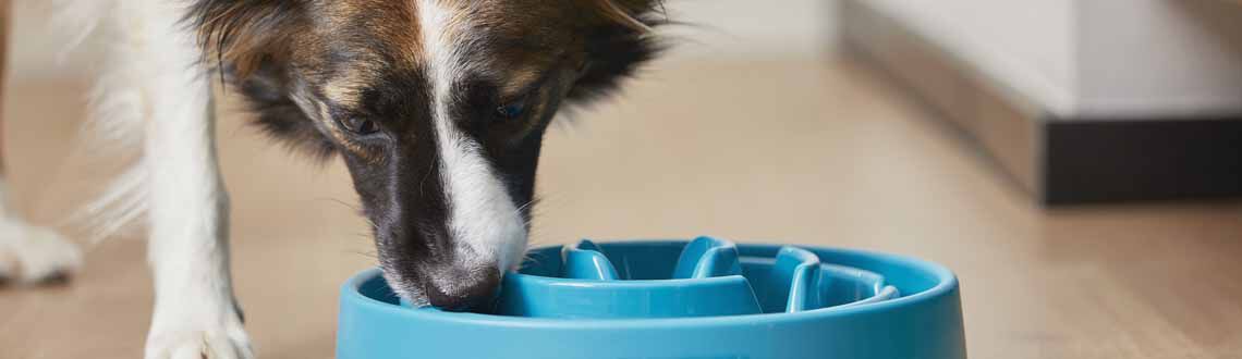 Het verschil tussen krokante en geperste brokken Het verschil tussen krokante en geperste brokken